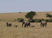 Elefantenkühe mit Nachwuchs